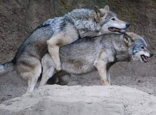 古人讲 狼狈为奸 ,那 狈 究竟是什么动物 你不一定知道