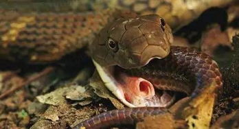 眼镜王蛇的天敌是谁有哪些什么动物，四大天敌可以随意将其击杀 金刚眼镜王蛇的天敌