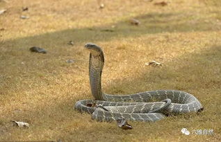 最大的毒蛇眼镜王蛇,可有哪些动物能制服它 
