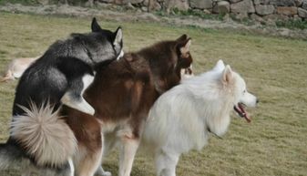 雪橇三傻是哪三种狗，阿拉斯加是它们的老大 被称为大傻 雪橇三傻是哪三种狗智商排名