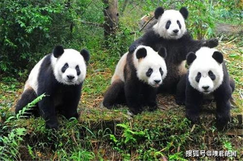 大熊猫为什么是国宝的原因？20字给你解答 附大熊猫知识大全 大熊猫为什么是国宝呢20字
