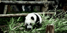 中国国宝大熊猫将在江西省野外择机放养