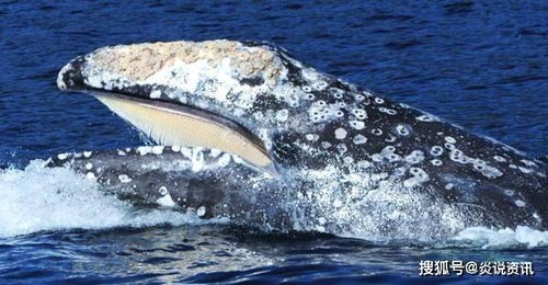 鲸隐私部位都寄生了藤壶,它不疼吗 这个会影响它们交配吗