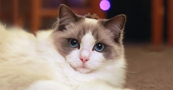 花一万二买回一只布偶猫,一年后生下一窝小猫,猫妈犯愁了