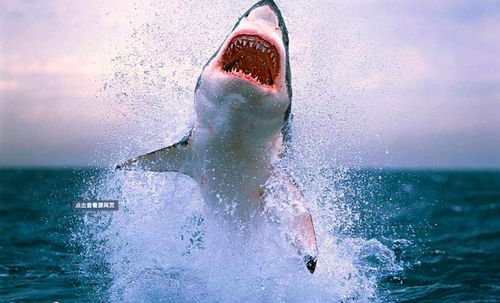 最真实的鲨鱼图片大全，其实大多数不会吃人 百分之九十是误伤 钓鲨鱼图片真实