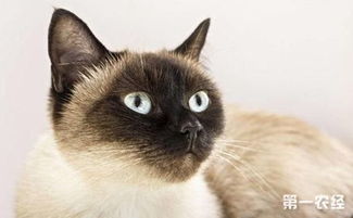 暹罗猫价格多少钱一只，一般2000就能买到 附真实可爱图片 纯种暹罗猫多少钱一只