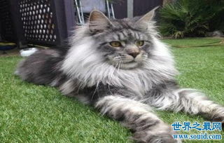 世界上最大的猫缅因猫体型巨大,温柔而又不失可爱 