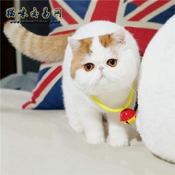 加菲猫的价格多少钱一只 盘点性格超级好的加菲猫