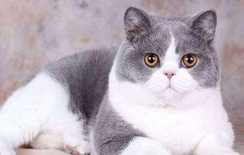 英短猫多少钱一只，价格两千到两万不等 附真实图片 布偶猫价格多少钱一只