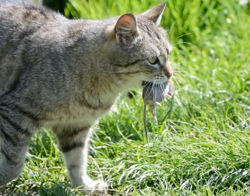 宠物猫也有爪子,为什么就是不会抓老鼠 猫 老鼠是什么