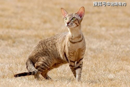猫眼中藏着神秘的世界,那是通往幽冥的窗户
