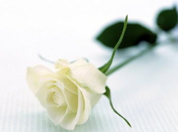 白玫瑰不能随便送人，花语代表着爱情 只能送给自己的情侣 白玫瑰不能随便送人婚外情人应送什么花