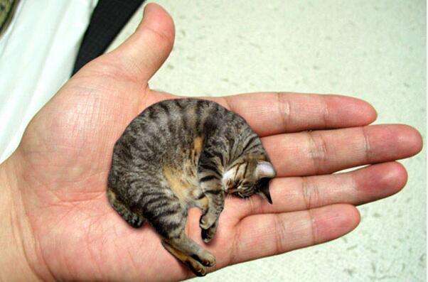 世界上最小的猫，皮堡斯猫仅有可乐罐大小 高7厘米/重150克 世界上最小的狗