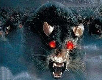 切尔诺贝利巨鼠事件，核辐射变异巨鼠吃人 是个谣言 切尔诺贝利巨鼠电影