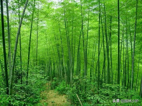 竹子是草还是树，其实是草 生长速度比普通树木还要快 竹子是草还是树