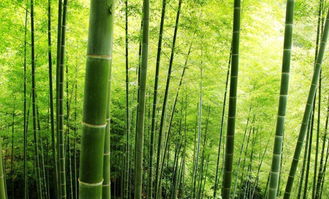 竹子究竟是属于树还是草呢 答案万万没有想到