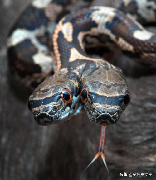 你有见过两个头的动物吗 如果一条蛇有两个头你会不会害怕