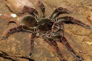世界上最大的蜘蛛 亚马逊巨人吃鸟蜘蛛,体长30cm,重达23 世界上最大的蜘蛛在哪个国家