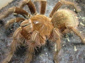 了解一下,世界上最大的蜘蛛,亚马逊巨人食鸟蛛