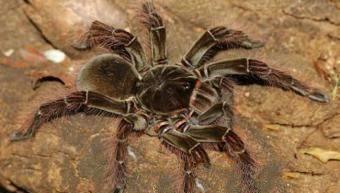世界上最大的蜘蛛 亚马逊巨人食鸟蛛是最大蜘蛛