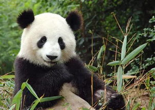 为什么大熊猫被视为中国的国宝? 为什么大熊猫被视为中国的国宝作文