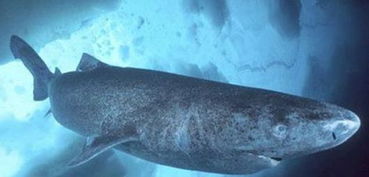 为什么格陵兰鲨鱼能活这么久? 格陵兰鲨鱼寿命谣言
