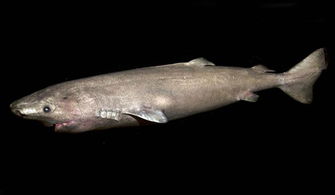 视频 寿命最长脊椎动物格陵兰鲨,冰点体温游弋北极400年