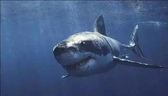 格陵兰鲨鱼为何能活400岁 