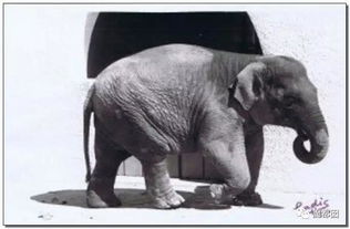 世界上最悲伤的大象去世了 我们还要囚禁死多少动物才肯罢休