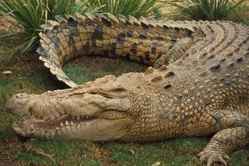 世界上十种最大鳄鱼 第一名体重超过4900斤也是最凶猛的鳄鱼