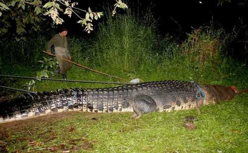 菲律宾捕获巨型杀人鳄 体重超一吨 