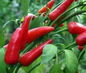 世界上最辣的辣椒,超越卡罗莱纳死胡椒,打破吉尼斯纪录 世界上最辣的辣椒在哪个国家