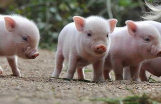 如果猪正常生活,猪的寿命是多少年? 移植后正常生活