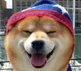 微笑狗的照片被列为世界十大禁止恐怖照片之一 和微笑狗一样的十大恐怖照片