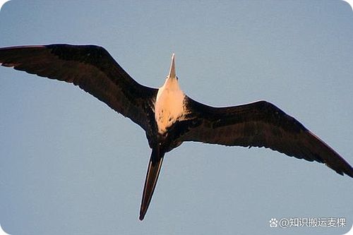 鸟儿在地球上飞得最快 军舰鸟是一种热带鸟类 地球上的鸟儿都会飞