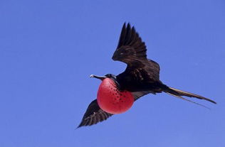 世界上飞得最快的鸟,时速可达418公里,还被称为强盗鸟