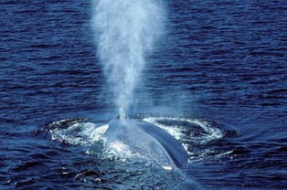 世界上最大的哺乳动物,发声最大的动物蓝鲸重181吨 