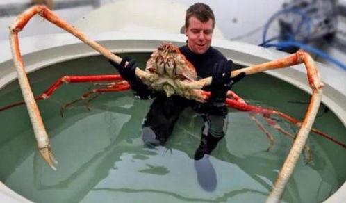世界上最大的螃蟹,寿命百岁以上,体长可达2.4米