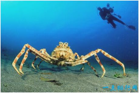 世界上最大的螃蟹,巨螯蟹长4.2米,有过杀人传说