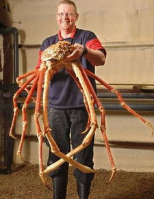 世界上最大的螃蟹,日本巨型杀人蟹蜘蛛蟹 长4.2米 重40斤