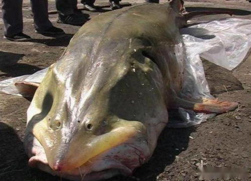这种鱼进化了1亿年,是中国最大的淡水鱼,无天敌但败给中国吃货