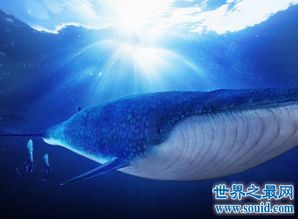 世界上最大的哺乳动物 蓝鲸是它的1亿倍 世界上最大的哺乳动物是