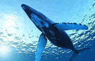 世界上最大的孤独传说 蓝鲸