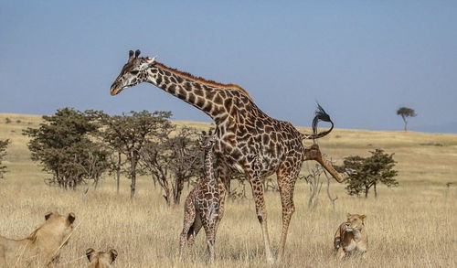 世界上最短的长颈鹿有多短? 世界上最大的长颈龙