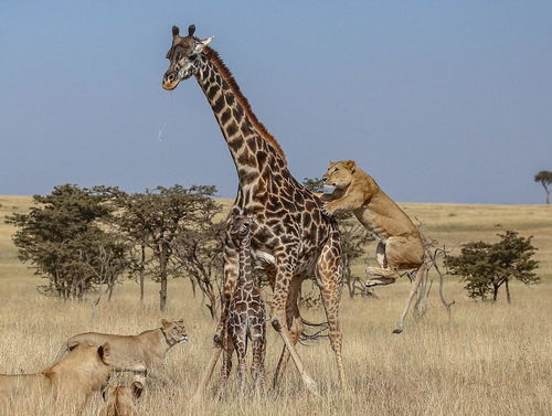 幼长颈鹿被狮群残忍的杀害, 画面令人心痛和震撼