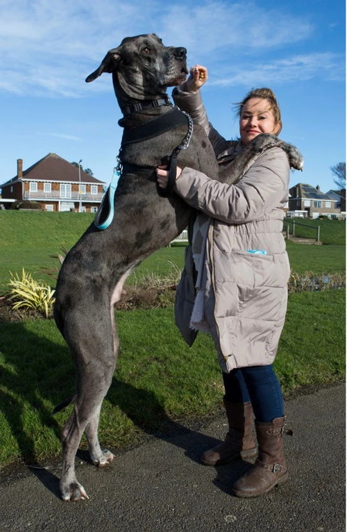 世界上最高的狗弗雷迪去世,活到8岁半 世界上身价最高的狗