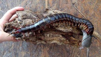世界上最大的蜈蚣有多大 世界上最大的蜈蚣最早是在哪发现的
