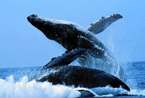 世界上最大的鲸鱼 蓝鲸重239吨,相当于40头成年非洲象,或 世界上最大的鲸鱼多长
