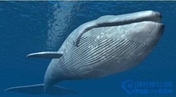 世界上最大的鲸鱼 蓝鲸舌头重两吨能站50人 长度33.5米 重达181吨