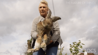 世界上最大的兔子被偷了 最大的兔子品种